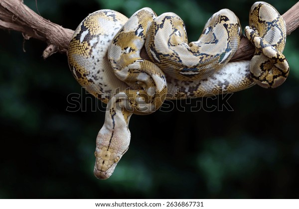 Dunyodagi eng band porno yulduzlar Ayollar porno katta obektlar