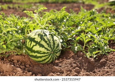 27+ Thousand Field Watermelon Royalty-Free Images, Stock