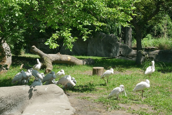 Zoo Photo Galleries - ZooChat