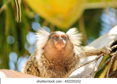 sagüi-de-testa-branca, retrato de um macaco 4962712 Foto de stock no  Vecteezy