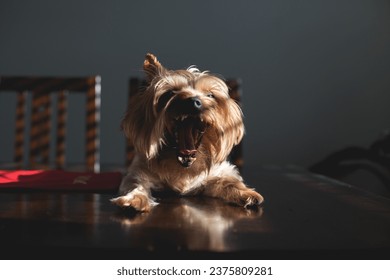 Sassy dog says, "Caption this!". Stock Photo