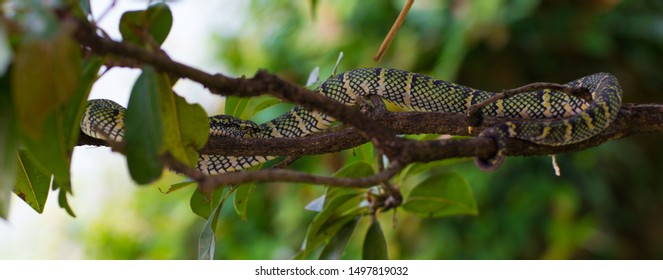 Catepillars On Limb Stock Photo 1144269254 Shutterstock catepillars-on-limb-stock-photo-1144269254-shutterstock