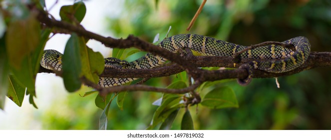 Snake with colorful yellow blue white black stripes coiling resting wrap on tree branch in natural habitat. Close up. Selective focus.  Stock Photo