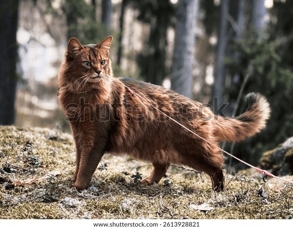 Somali Fluffy Cat 2ドル銀貨 Somali Fluffy Cat 2ドル銀貨 SummerFB040620aDSC07257.jpg