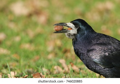 Facts about ROOKS!