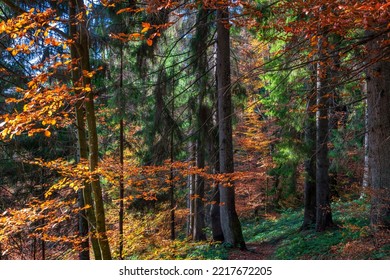 46 Yello Trees Leaves Mountain Images, Stock Photos & Vectors
