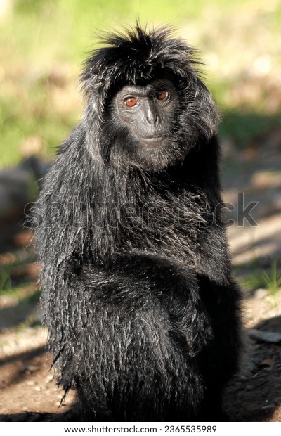 Porno multfilm Fury The Lioness Siktyvkarda jinsiy aloqa uchun qiz