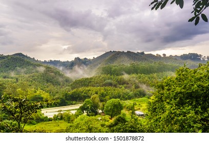 coffee plantation in the region of Armenia, department of Quindio, Cordillera Central of the Andes mountain range, Colombia, South America Stock Photo - Alamy