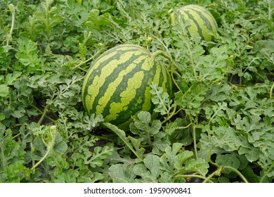 その他 Major Force water melon / field trip その他 Major Force water melon / field trip Major Force