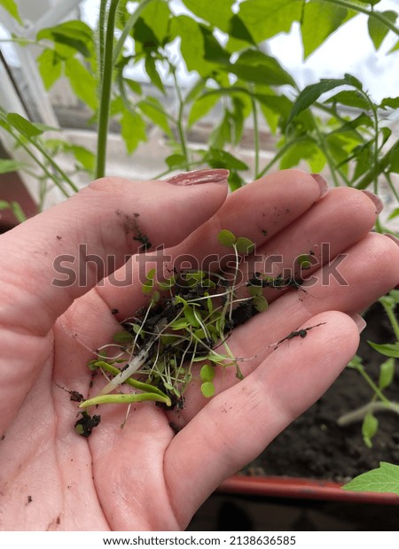 womans-hand-handful-weeds-weeding-cultivated-stock-photo-2138636585