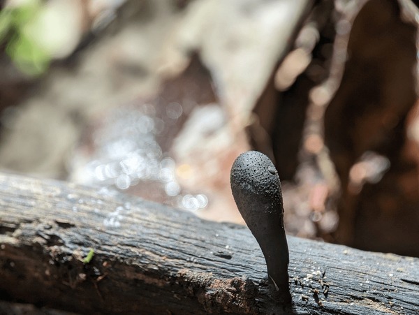 Deadman's Finger Royalty-Free Images, Stock Photos & Pictures ...