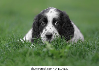 english setter puppies