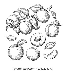 Apricot vector drawing set. Hand drawn fruit, branch and sliced pieces. Summer food engraved style illustration. Detailed vegetarian sketch. Great for label, poster, print, menu Stock Vector