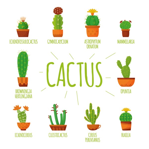 Indoor Cactus Names
