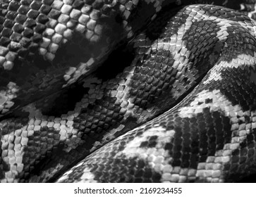 322 Dermis Epidermis Pattern Images, Stock Photos & Vectors | Shutterstock