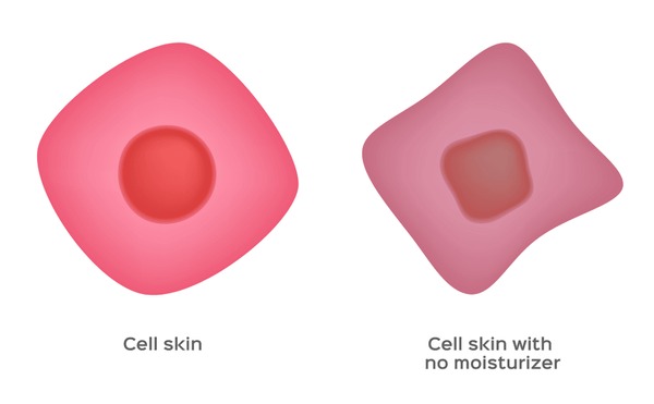 Dehydrated Skin Cells Royalty-Free Images, Stock Photos & Pictures ...