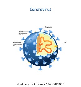 Viruses, Free Full-Text