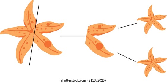 
diagram showing the reproduction of the brown starfish by fragmentation Stock Vector