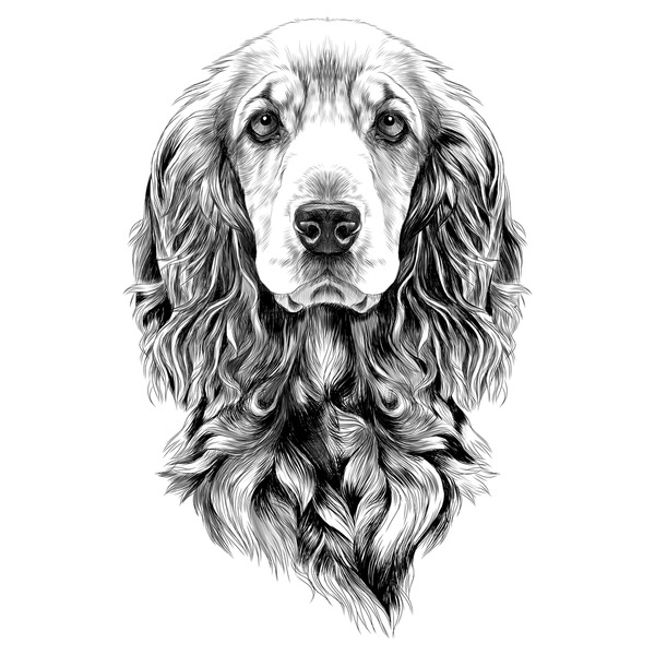 2+ Thousand Cocker Spaniel Drawing Royalty-Free Images, Stock