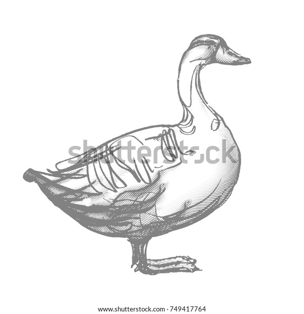 Duck Hand Draw Vector Stock Vector (Royalty Free) 749417764 Shutterstock