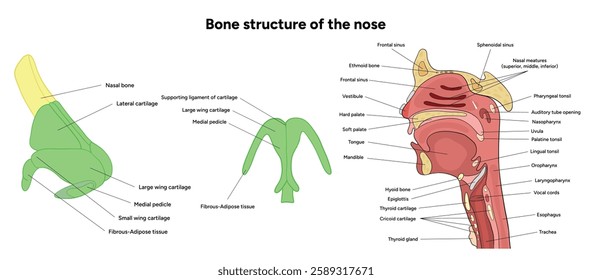 Bones structure internal external : résultats (155) d’images libres de ...