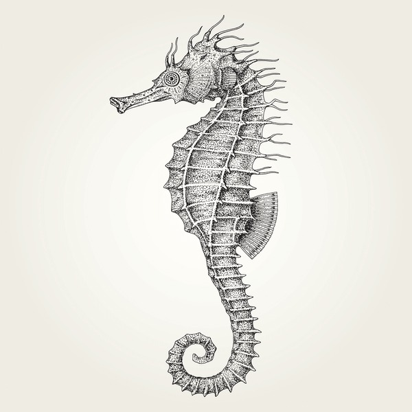 42-387-en-la-categor-a-caballitos-de-mar-para-dibujar-de-fotos-e-im-genes-de-stock-libres-de-regal-as-shutterstock