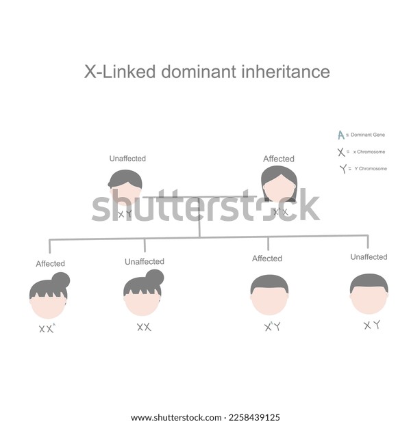 Inheritance Pattern Diagram X Linked Dominant Stock Vector (Royalty ...