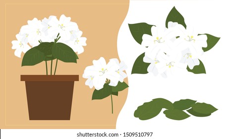 Murraya Paniculata Tropical Evergreen Plant Native Stock Vector
