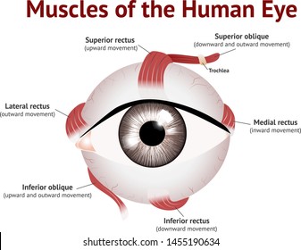 Muscles Human Eye Eye Muscle Anatomy Stock Vector (Royalty Free ...