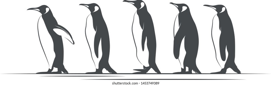 Closer Look Unique Characteristics Penguins Stock Vector (Royalty Free