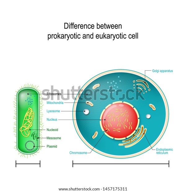 860 Prokaryotes And Eukaryotes Images, Stock Photos & Vectors