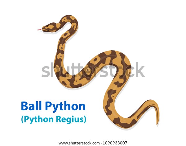 Realistic Ball Python Snake Vector Art Stock Vector (Royalty Free ...