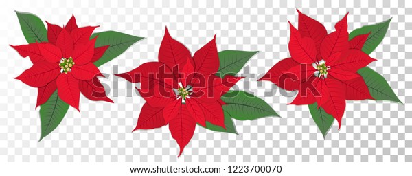 red-poinsettia-vector-flowers-