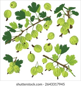 Yellow Gooseberry: Over 1,826 Royalty-Free Licensable Stock