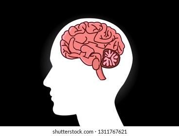 Structure Human Brain Anatomy Vector Illustrationcross Stock Vector ...