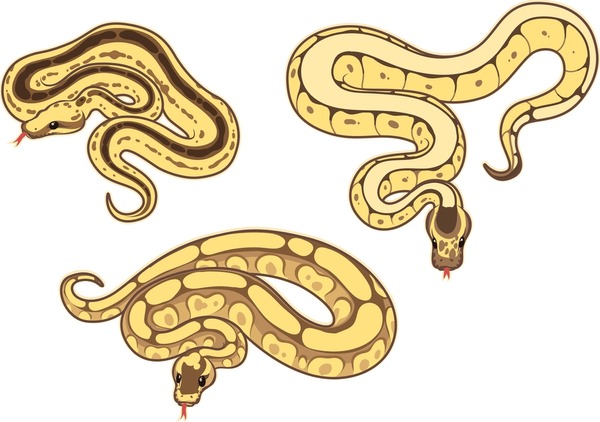 671 Ball Python Stock Vectors and Vector Art | Shutterstock