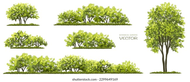 Vector watercolor of tree side view isolated on white background for landscape and architecture drawing, elements for environment and garden, painting botanical for section Stock Vector