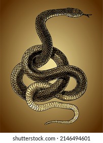 Venomous Snake Wrapped Around Vector Template Stock Vector (Royalty ...