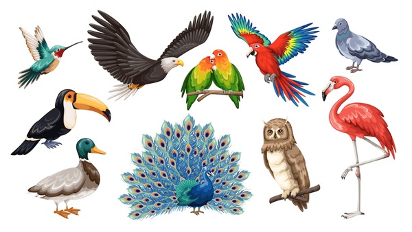 25,446 vectores de stock y arte vectorial de Aves domesticas | Shutterstock 25-446-vectores-de-stock-y-arte-vectorial-de-aves-domesticas-shutterstock