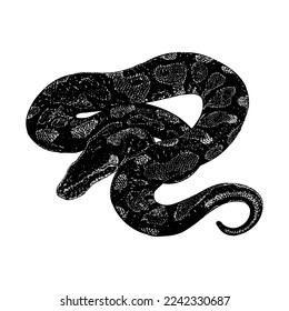 184 Black Ball Python Stock Vectors and Vector Art | Shutterstock