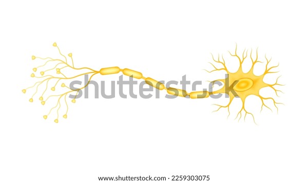 Yellow Neural Net Structure Cell Anatomy Stock Vector (Royalty Free ...