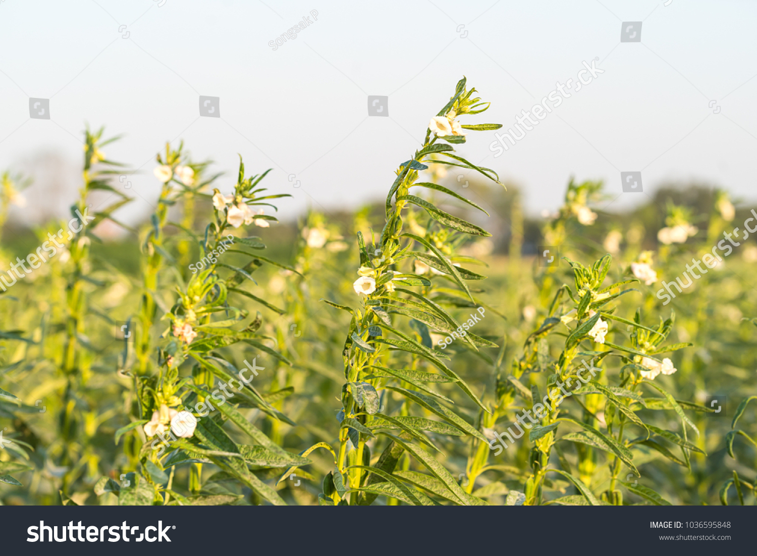 4,440 Sesame Field Images, Stock Photos & Vectors Shutterstock