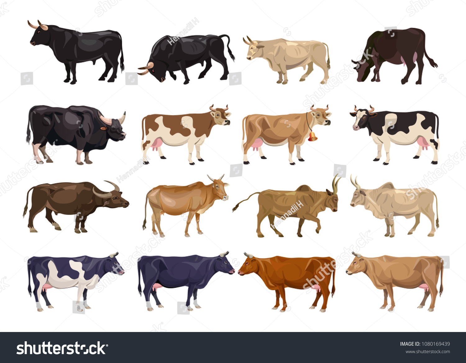 бык и теленок. сычевская порода бычков. быки и коровы цвета. быки и коровы цвета. быки и коровы цвета.