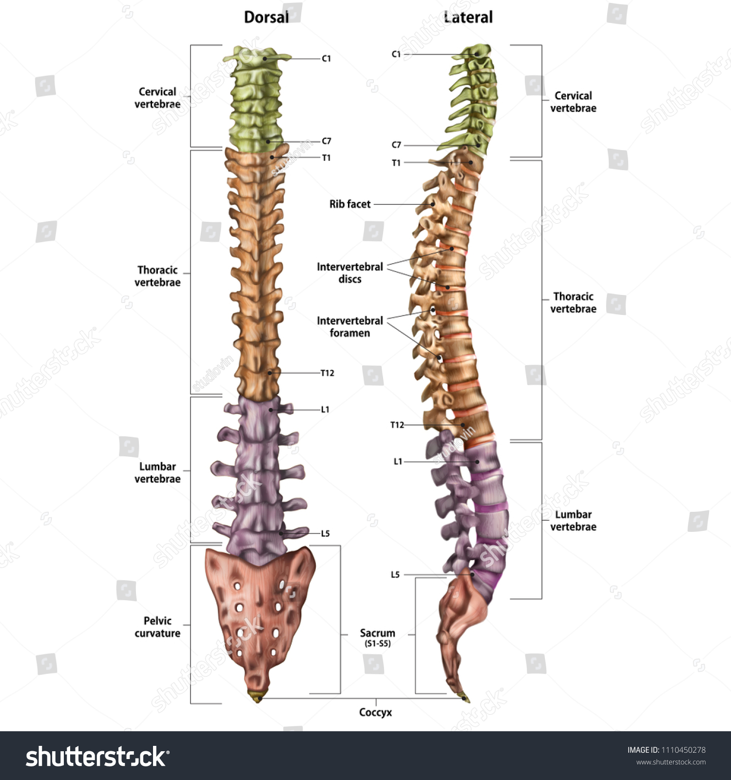 Illustration Human Spine Name Description All Stock Vector (Royalty