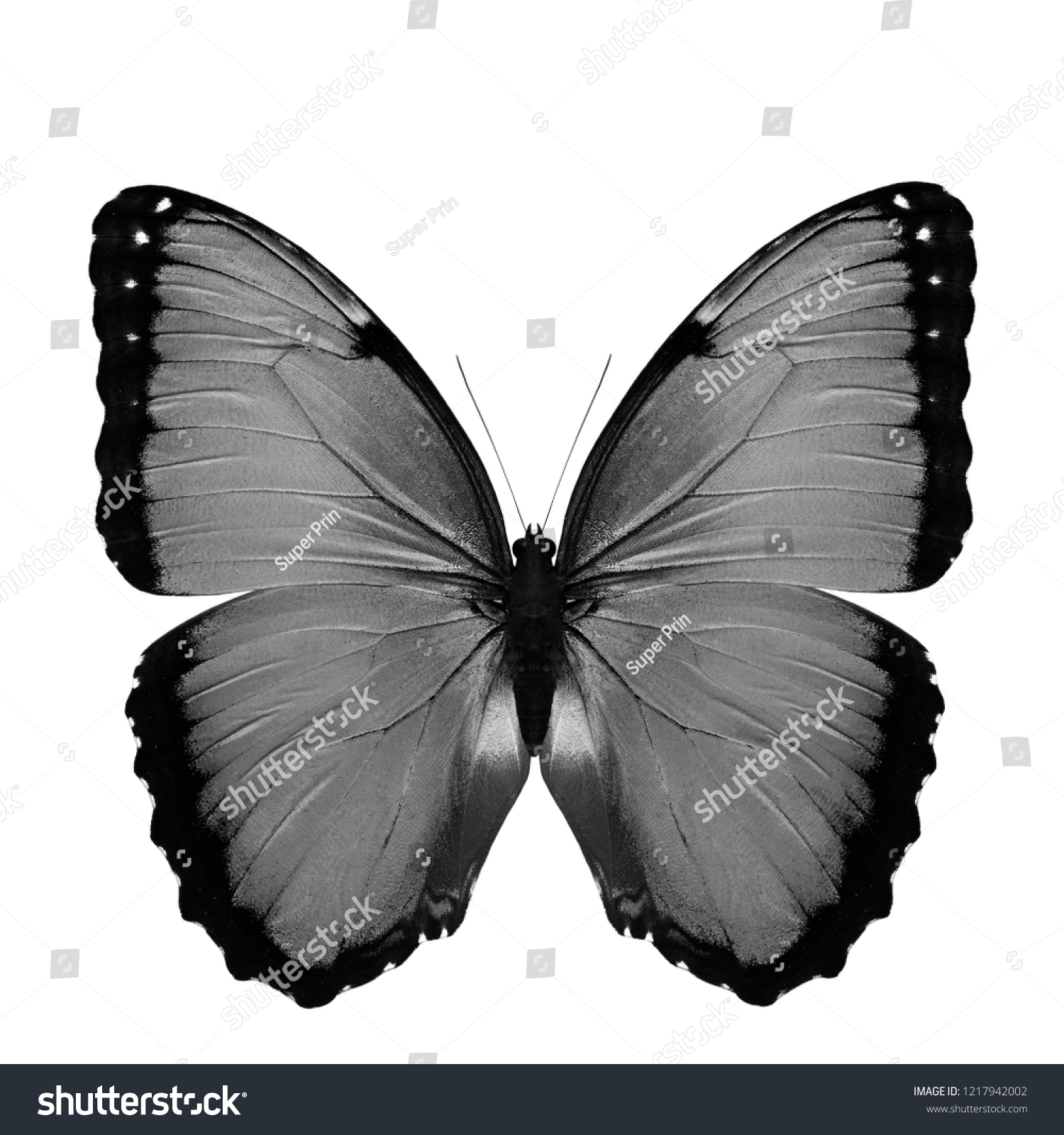 Grace Grey Black White Butterfly Isolated Stock Photo 1217942002