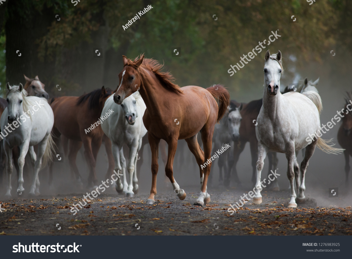 dusty-horse-over-4-551-royalty-free-licensable-stock-photos-shutterstock