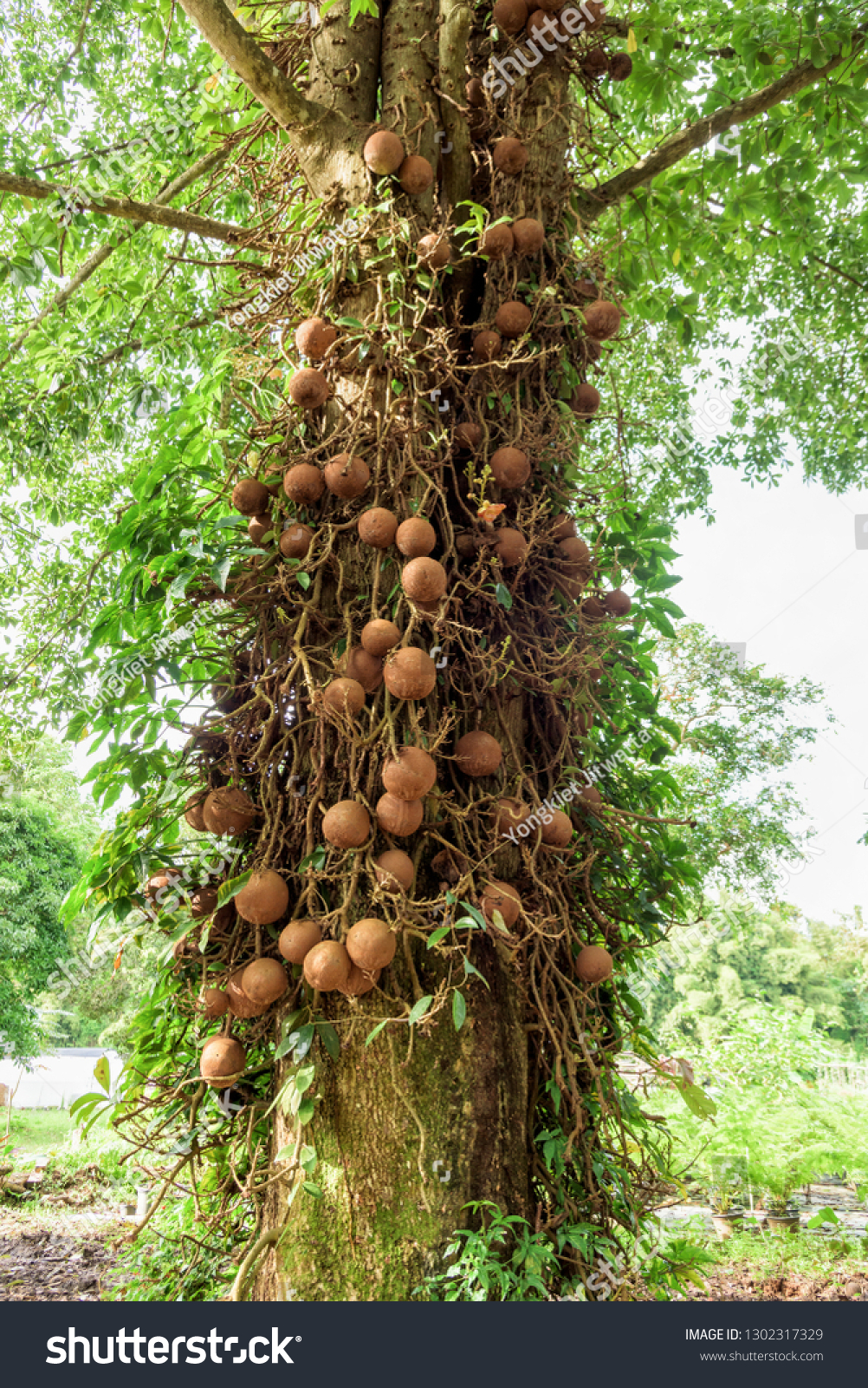 ◆sala tree◆ Shala Tree Sal Tree Shorea Robusta Stock Photo 1302317329