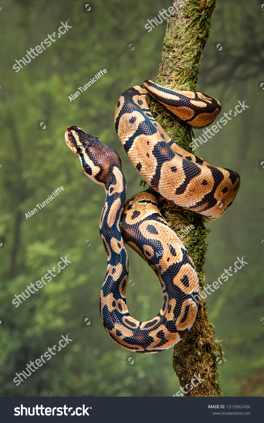 Python Wrapped Around Animal Photos, Images & Pictures | Shutterstock