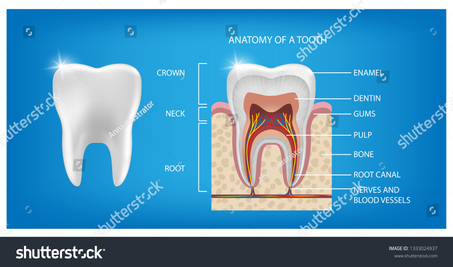 A tooth has two. Tooth teeth worksheet. Раскрошился зуб мудрости. Parts of a tooth. Tooth structure.