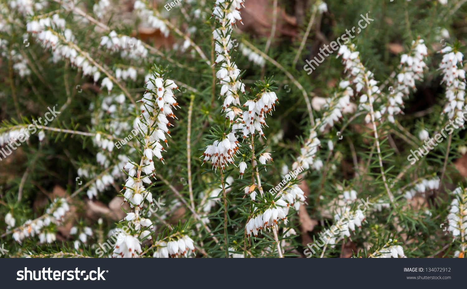 White Heather Symbol Good Luck Selective Stock Photo 134072912
